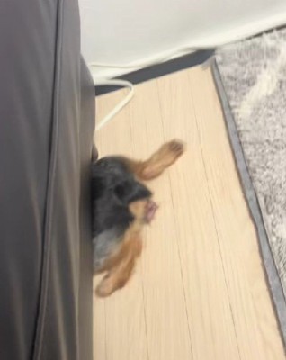 おもらししちゃったわんこ