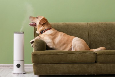 加湿器と犬