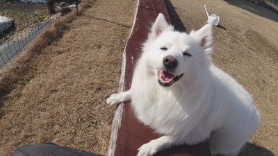 ニコニコ