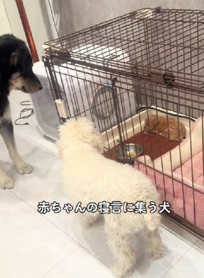 「ワン！！」