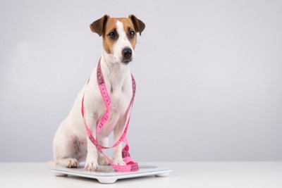 巻き尺を巻いて体重計に乗る犬