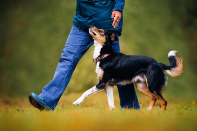 ウォーキングしている犬
