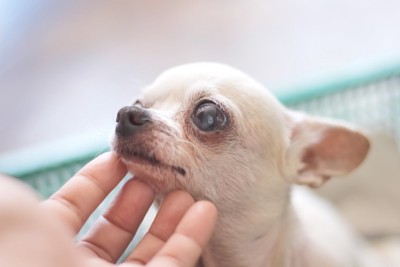 飼い主に喉元をなでられている犬
