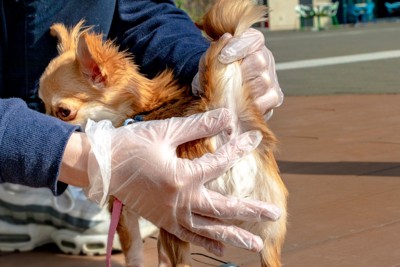 肛門腺絞りしてもらう犬
