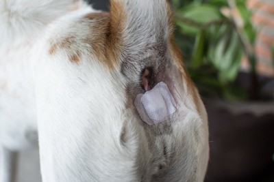 犬の肛門を治療