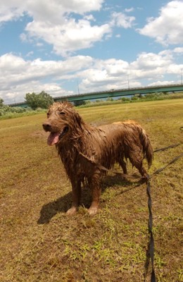 泥に塗れて笑顔の大型犬