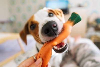 おもちゃ、犬の顔のアップ
