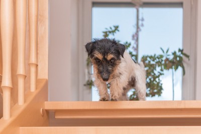 階段を見下ろす犬