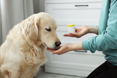 サプリでケアされる犬