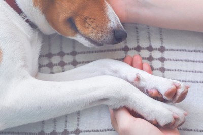 前足と頭を手で包まれる犬