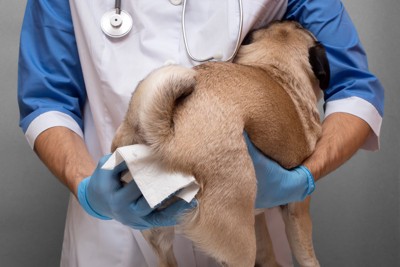 病院で肛門腺絞りをしてもらう犬