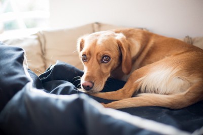 ベッドの犬