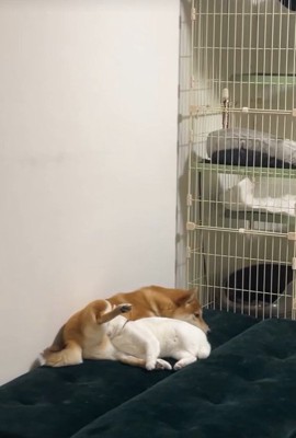 だいふくちゃん＆こたろうちゃん