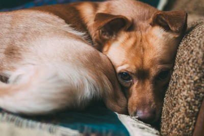 体を丸める茶の犬