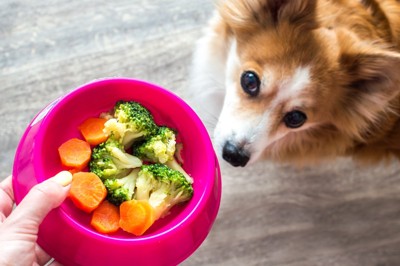 犬ににんじんとブロッコリーを与える