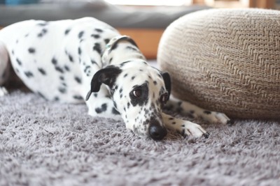 寂しそうに伏せる犬