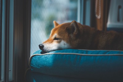 ベッドに入っている柴犬