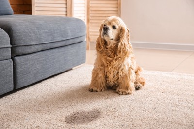 おしっこを失敗した犬
