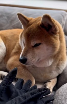寛ぐ朔くん