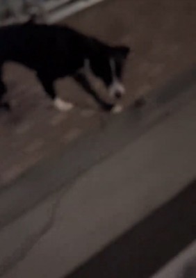 振り返る犬