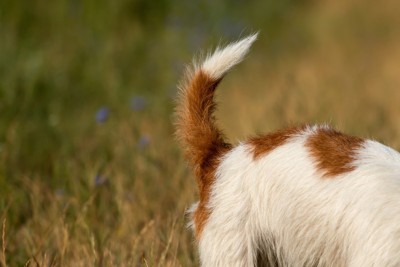 犬のしっぽ
