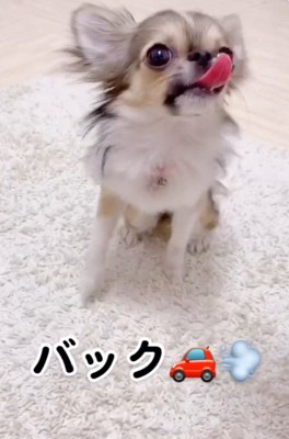 バックするくるみちゃん