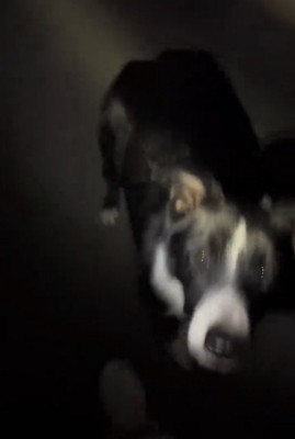 見上げる犬