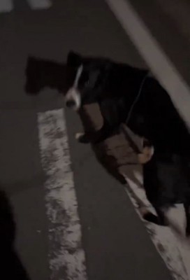 振り返る犬