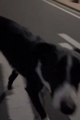 戻ってくる犬