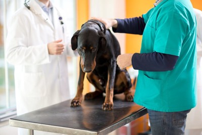 診察台の上でうなだれている犬