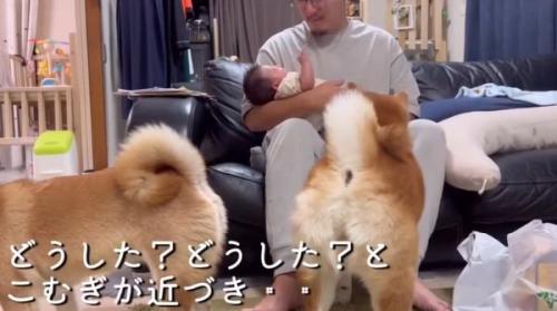 ひよりちゃんに近づくこむぎ君