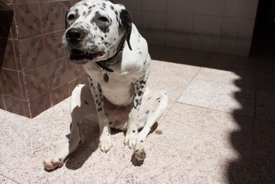 座る犬