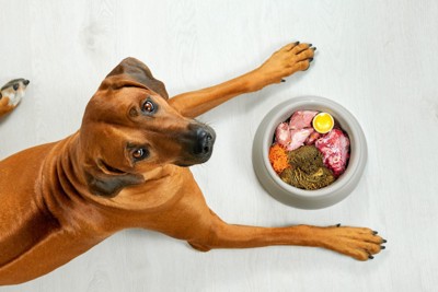 食器に入った生食用フードと上を見上げる犬