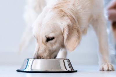 食器からフードを食べている犬