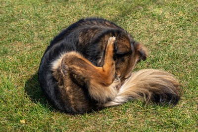 おしりを舐める犬