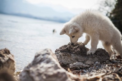 嗅ぐ、白い子犬