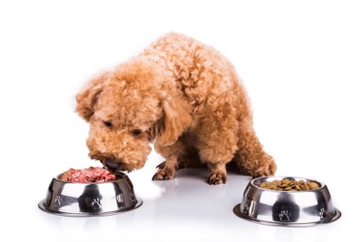 生食用フードとドライフードを比較する犬