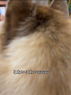 犬の後ろ姿3
