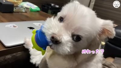 「あれ、もう動画終わってた?」
