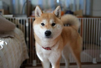 凛々しい