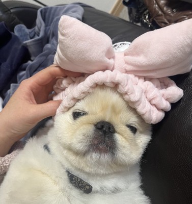 ぬいぐるみ