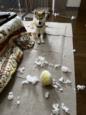 わんぱく