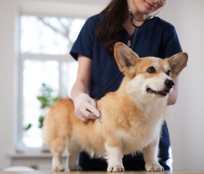 聴診器を当てる獣医師と診察台の上の犬