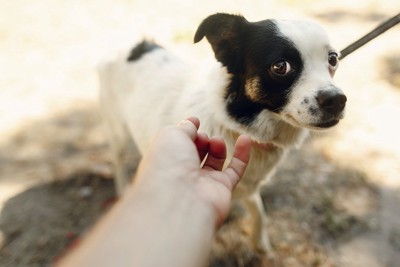 嫌がる犬