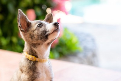 大きな耳の茶色い子犬