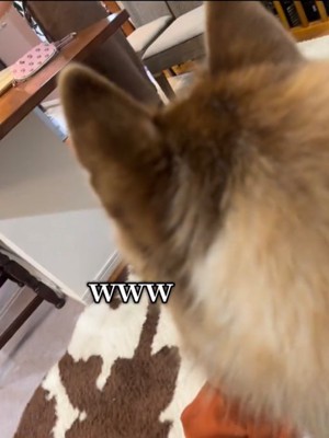 犬の後ろ姿4