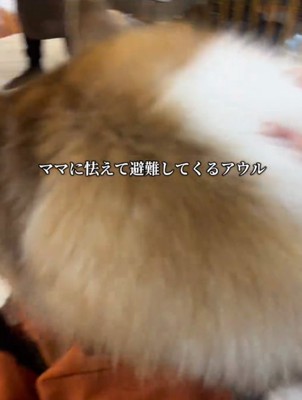 犬の後ろ姿1