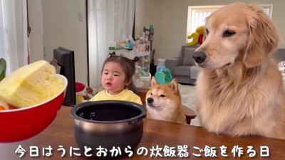 わんこのご飯を調理!