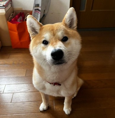 飼い主