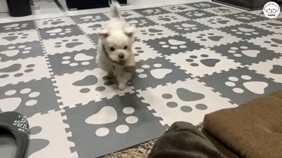 トコトコと寄ってきました♪